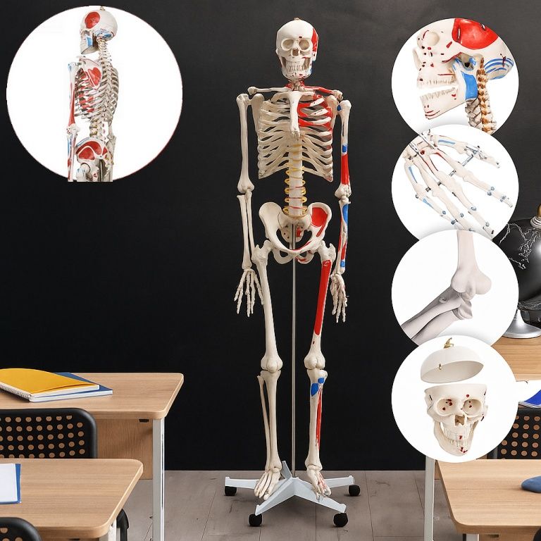 JAGO Anatomie člověka kostra s detaily malby svalů, 181 cm - Obrázek 3