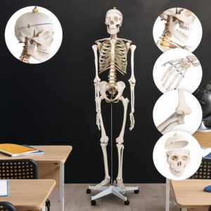 JAGO Kostra lidské anatomie, 181,5 cm